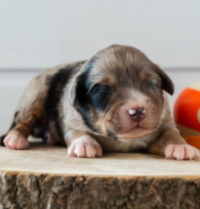 PSZQQp6fXwmFYLFbdWeDbfuDln6Y7CE_yZlG_y0hTy8eJxFPc