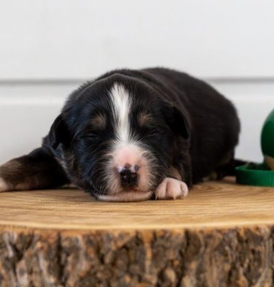 cvz8MHbfaew0_fueRTriiFwicw4f5Wq1szVRagPpPSAeJxFPc